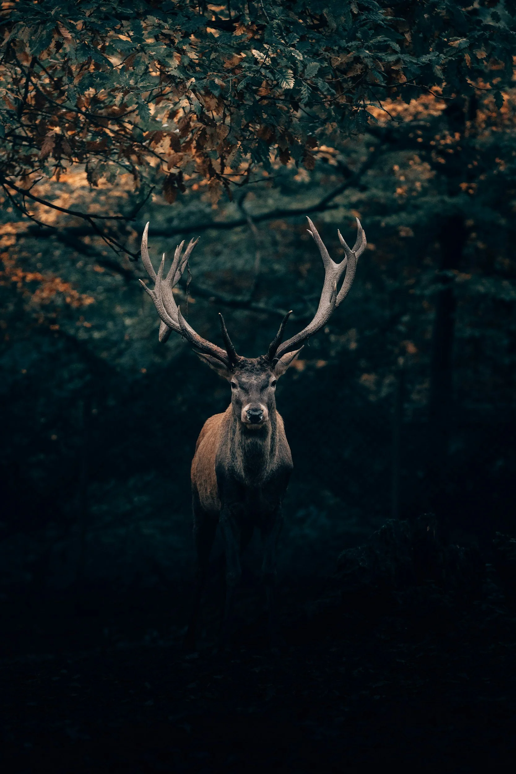 Red Stag in the Rut — Northern and Central Spain (1)