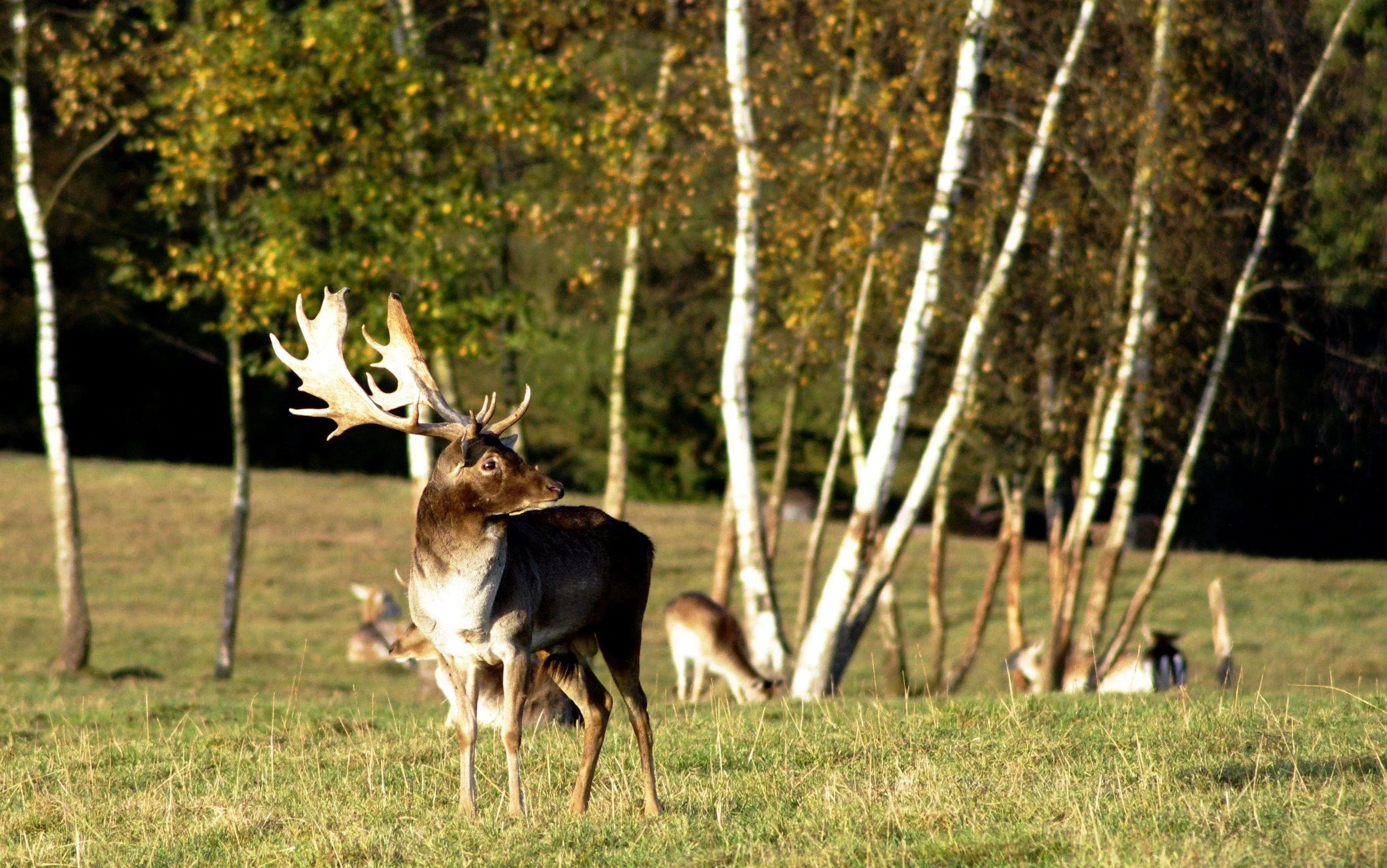 Iberian Fallow Deer — Castilla y León, Extremadura and Andalusia (1)