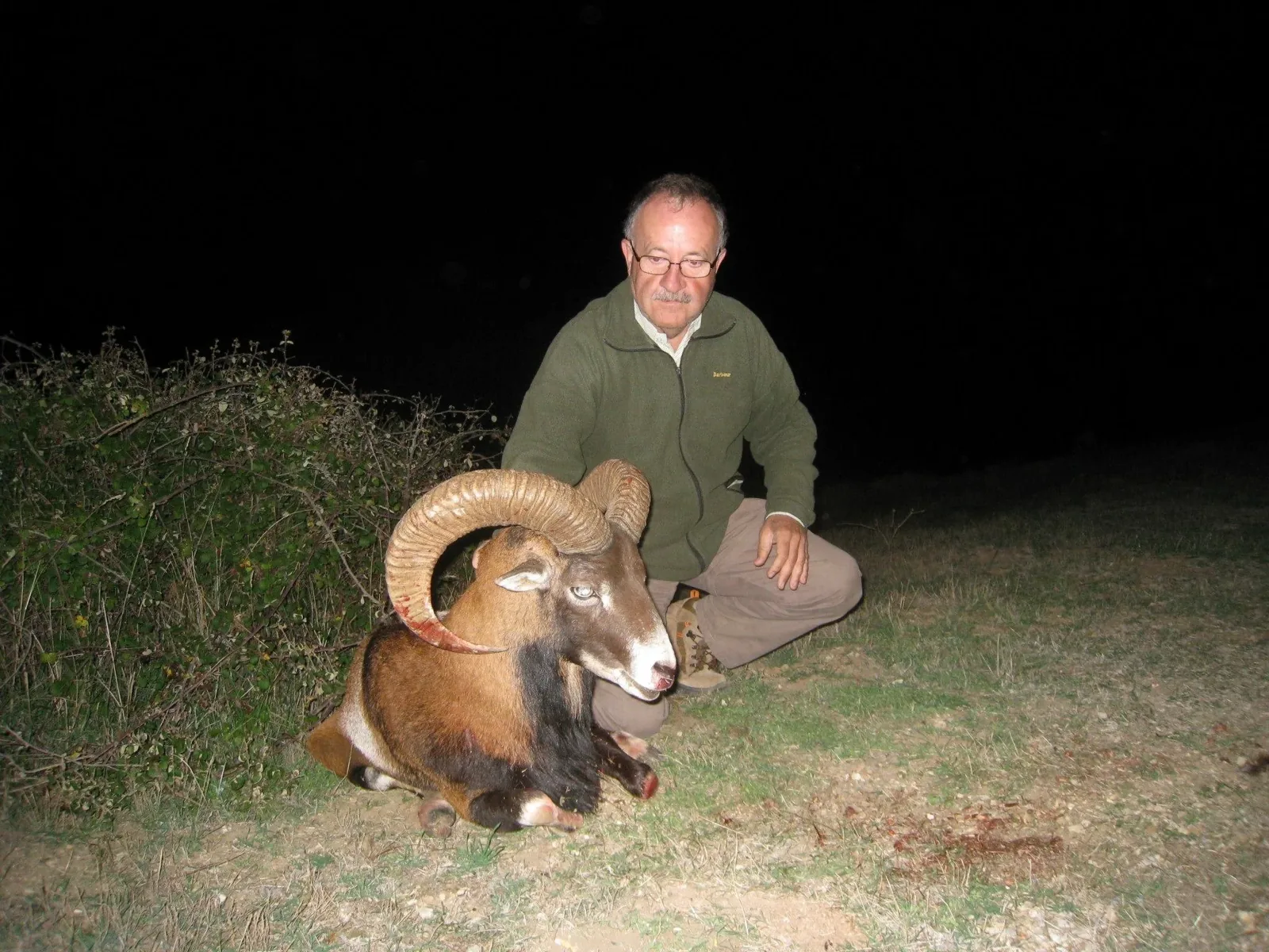 Iberian Mouflon — Central and Southern Spain (2)
