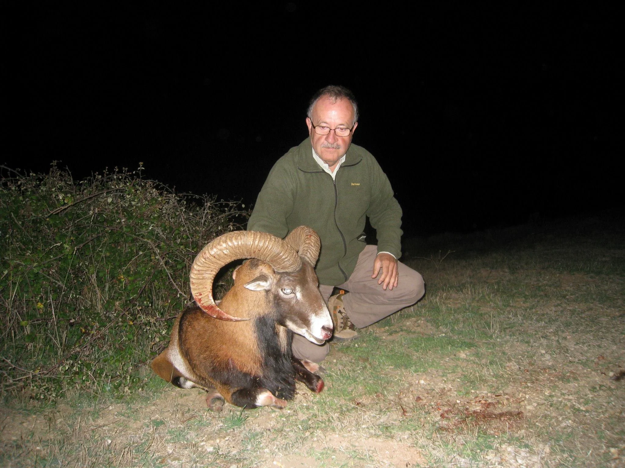Iberian Mouflon — Central and Southern Spain (1)