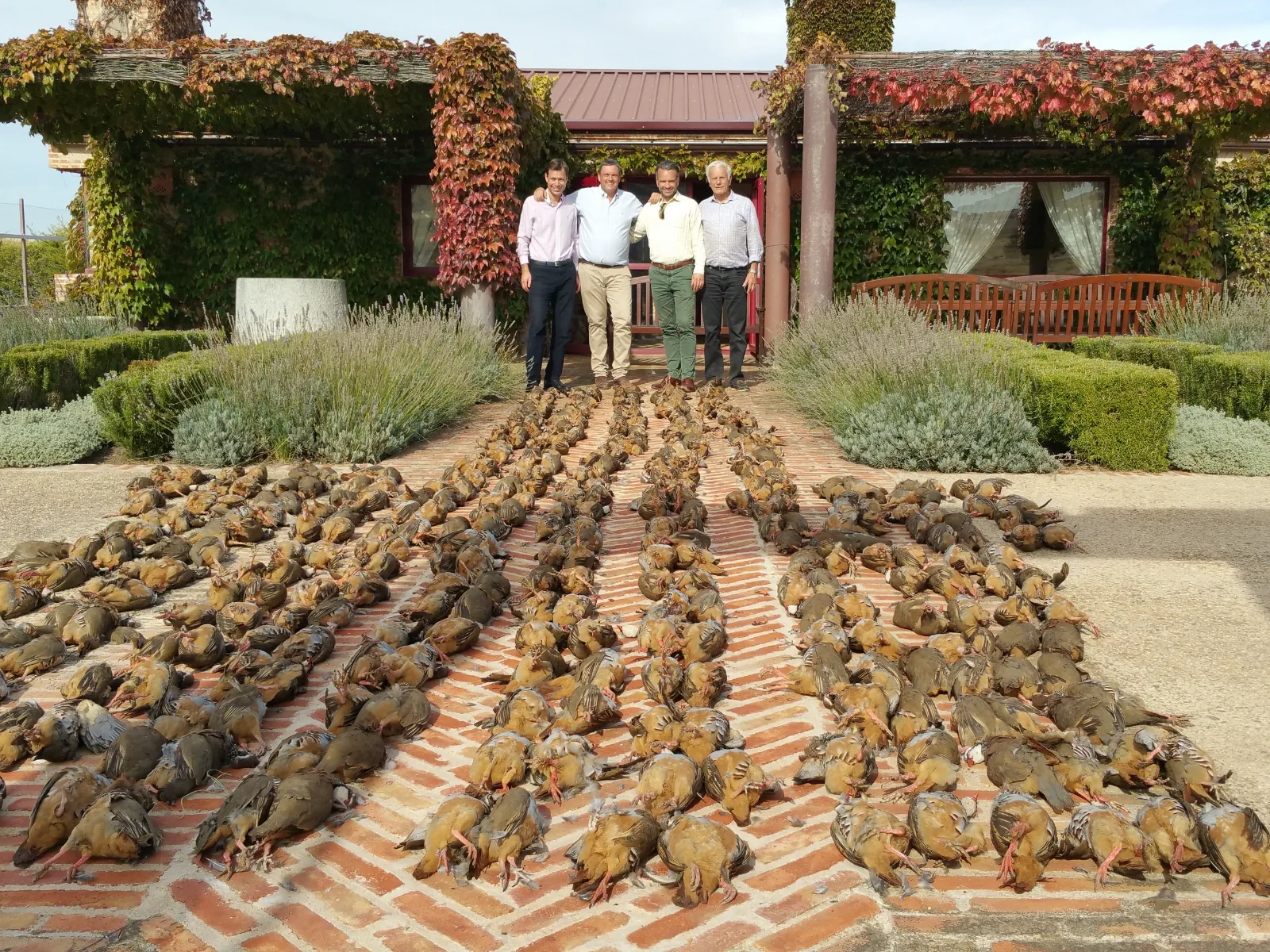 Driven Red-Legged Partridge — Less than 1 h from Madrid (2)